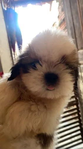 Filhote shihtzu macho 