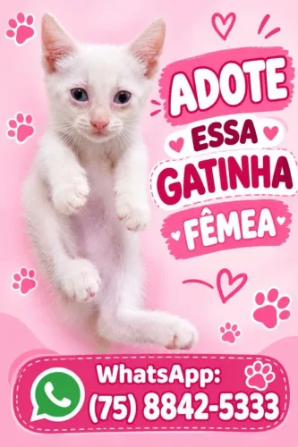 Gatinha para adoção