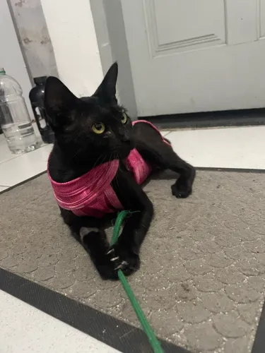 Gata fêmea castrada - plano de saúde