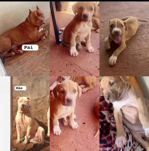 Filhote de pitbull machos