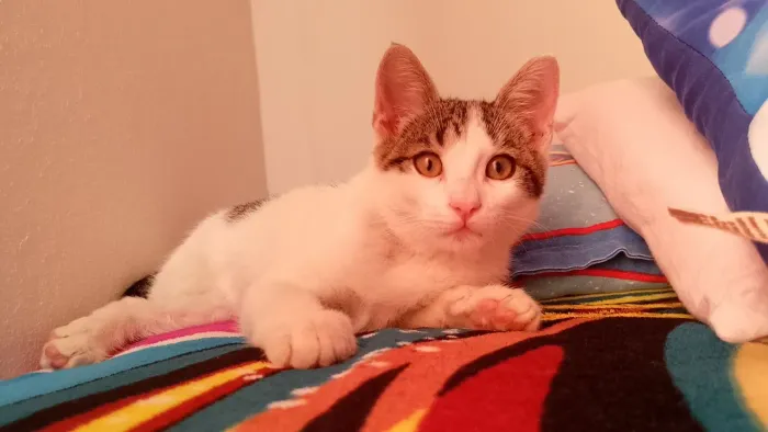 Doação de gato filhote