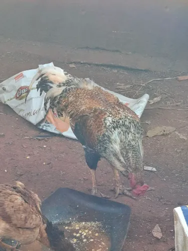 Vendo Galo Caipira