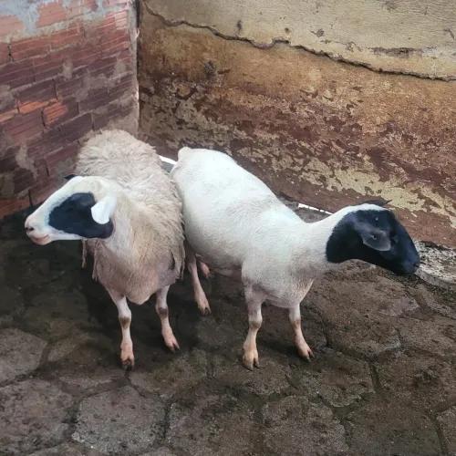 Ovelhas