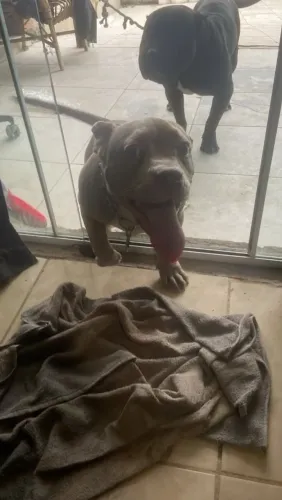 Pit bull