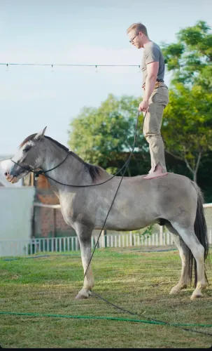 CAVALO CRIOULO MANSO