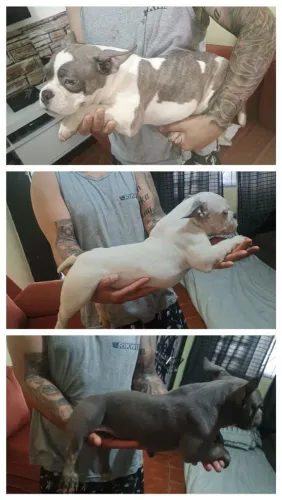 American Bully micro