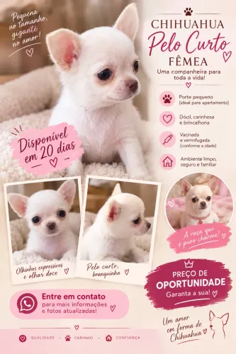 Chihuahua Pelo curto Femea