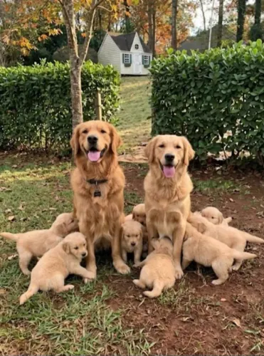 Golden retriever
