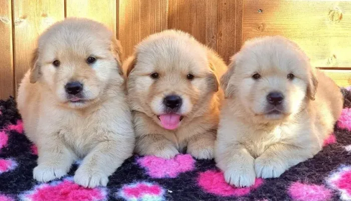 Golden retriever com pedigree
