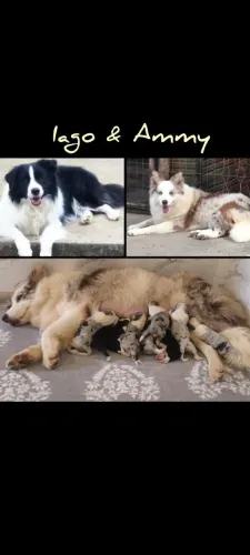 Filhote de Border Collie