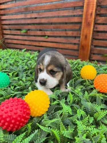 Beagle