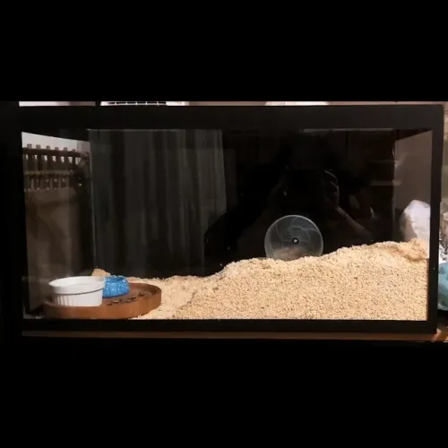 Aquário Completo Para Hamster e Acessórios