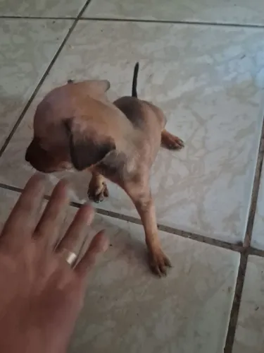 Vende-se filhotes de pim tche e basser lindos 