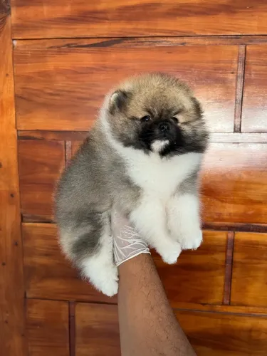 Spitz Alemão Anao // FILHOTE DIFERENCIADO//