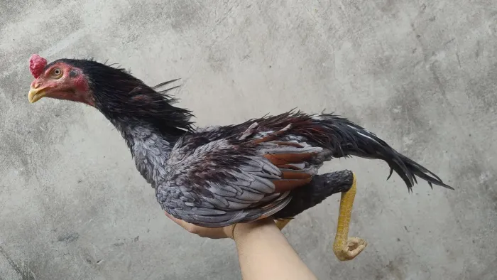 Frango índio 