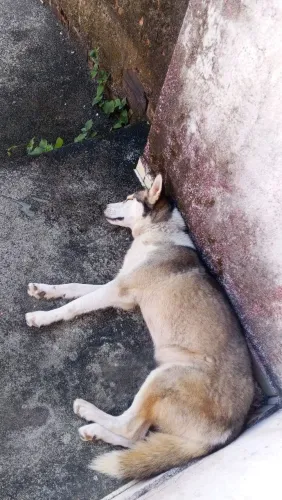 Vende se Rusky Siberiano Fêmea