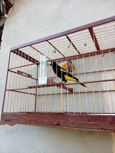Voador novo e bom 