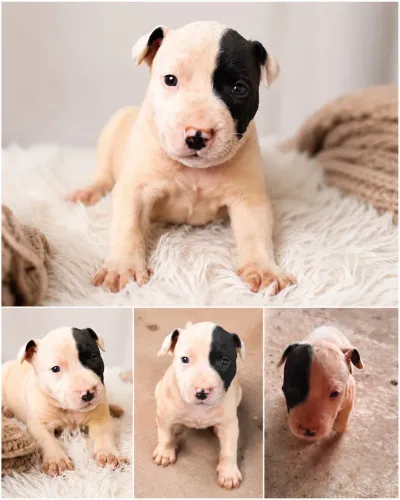 Cachorro Pitbull puro
