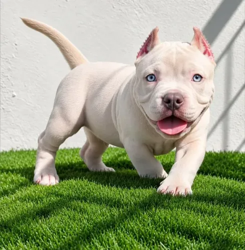 FILHOTES DE AMERICAN BULLY