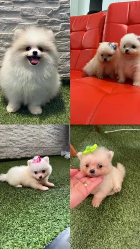 Spitz Alemão Anão