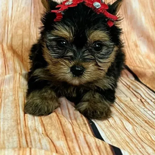 Filhote Yorkshire Terrier, Seus dias nunca mais serão os mesmos com um novo amiguinho!
