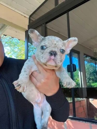 Buldog frances blue merlin