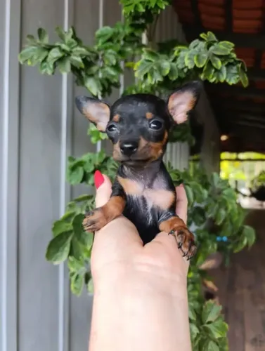 Pinscher 0 Micros 