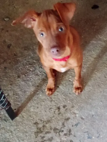 Vendo ou troco por filhote fêmea urrando de caça 