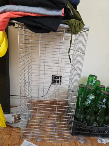 Gatoeira