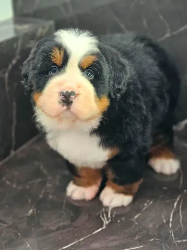 Bernese M. Dog | @canil.alesneworld - Parcelamento em até 10x sem juros