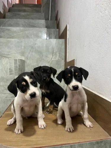 Doação de Cachorrinhos