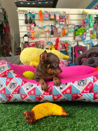 Filhote pinscher miniatura fêmea cor chocolate