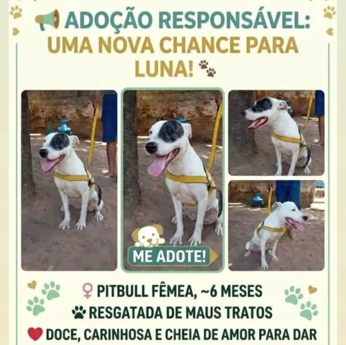 Pitbull para doação com seis meses