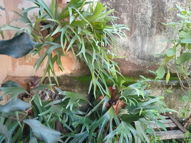 Plantas chifre de viado