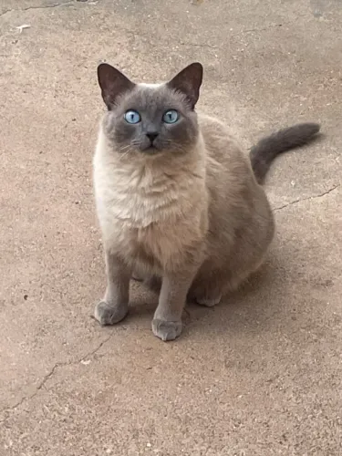 Gata fêmea castrada 