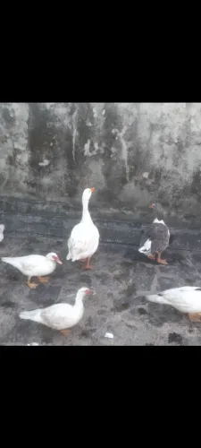 Casal de Ganso
