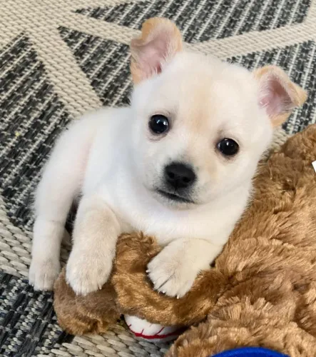 chihuahua 