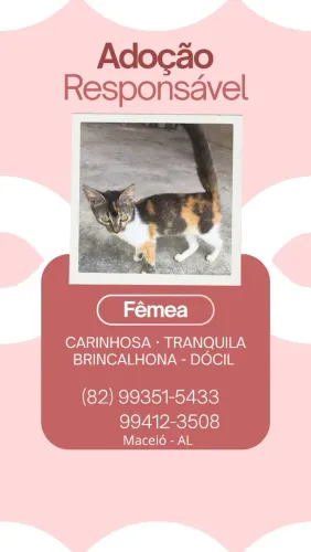 Gatinha linda para adoção responsável 