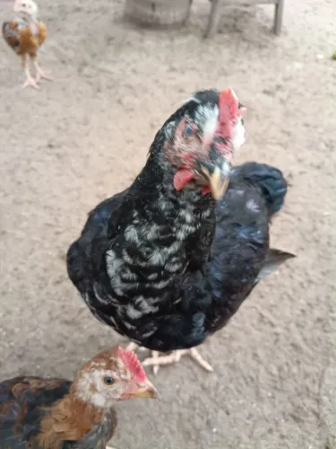 Galinha gsb e caipira 