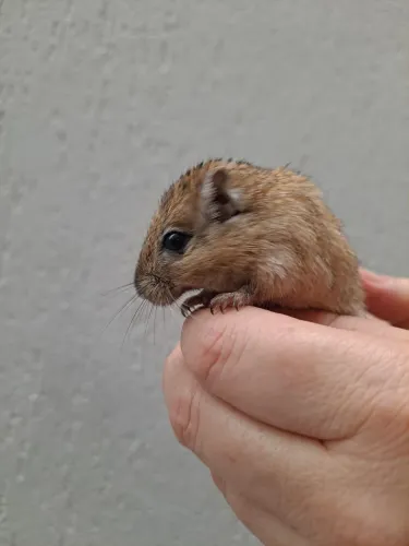 Esquilo da Mongolia Gerbil Nutmeg (Wild)