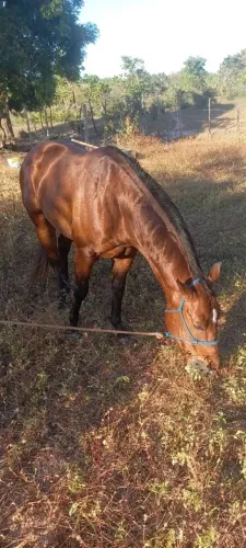 CAVALINHO DE PASSEIO PARA CRIANÇAS E MULHERES