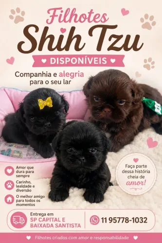 Filhotes de cães shihtzu