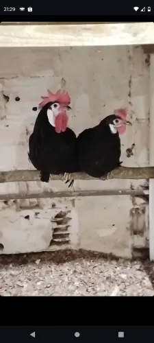 Pintinhos de galinha cara de palhaço 
