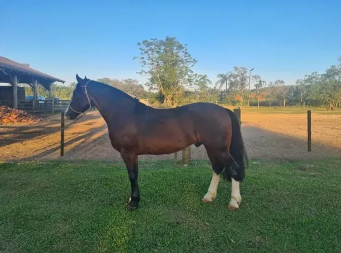 Cavalo crioulo