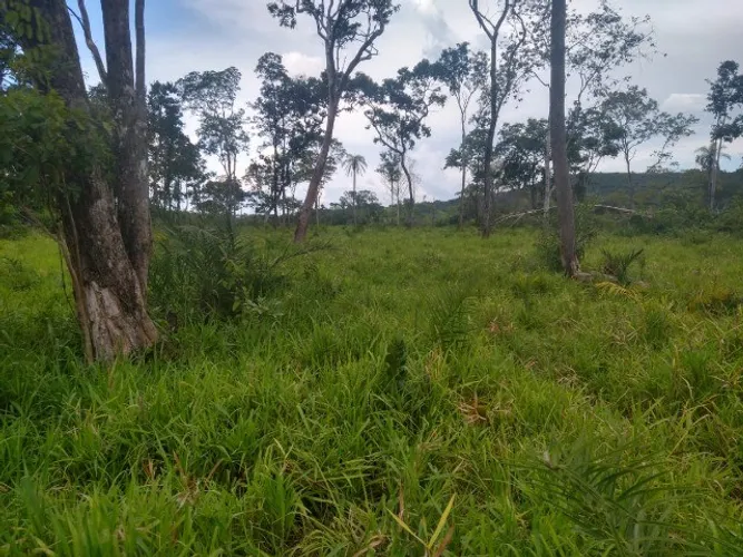 Fazenda com pasto e Gado a Venda em Tocantins Porto Nacional