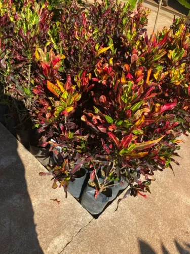 Muda de Croton parafuso