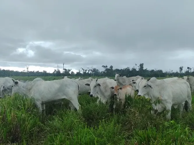 125 hectares há 145 km de Belém terra pronta R$2.000,000