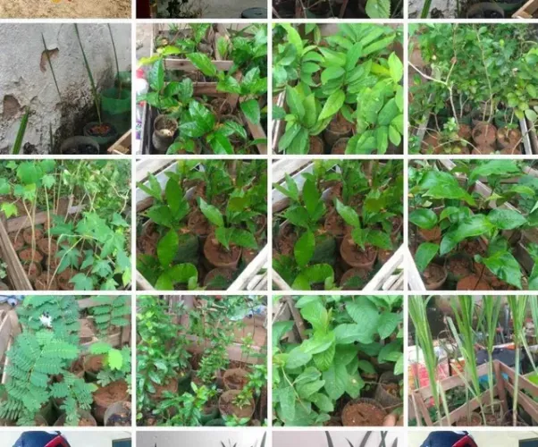 Mudas frutíferas palmeira azul e coquinho azedo