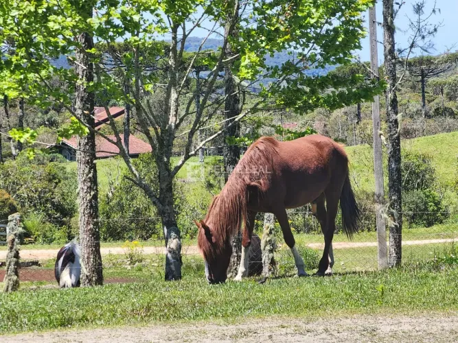 Fazenda em Campo da Espera - Rancho Queimado