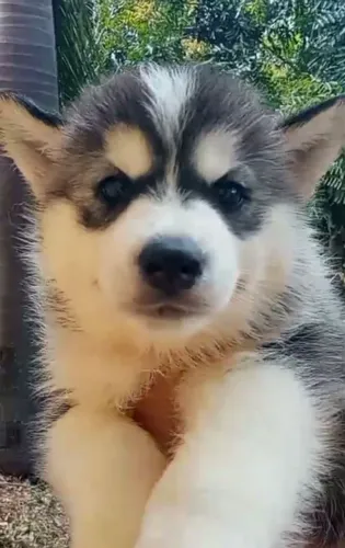 Husky Siberiano com muita energia